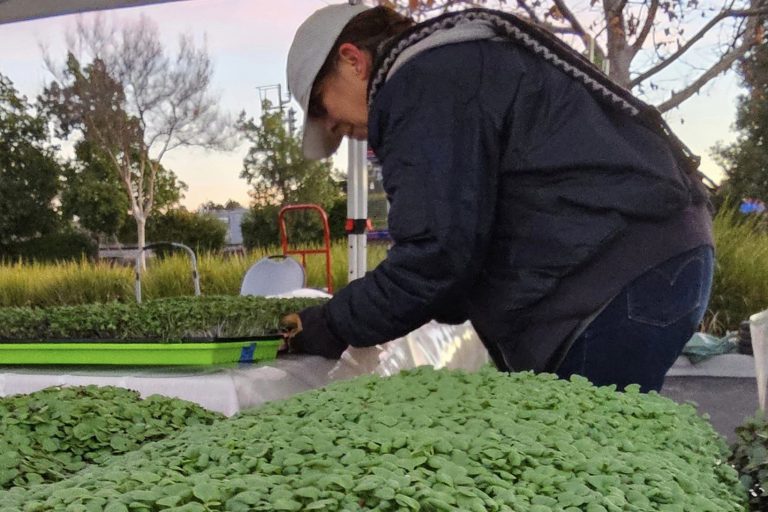 Farmer trimming Microgreens